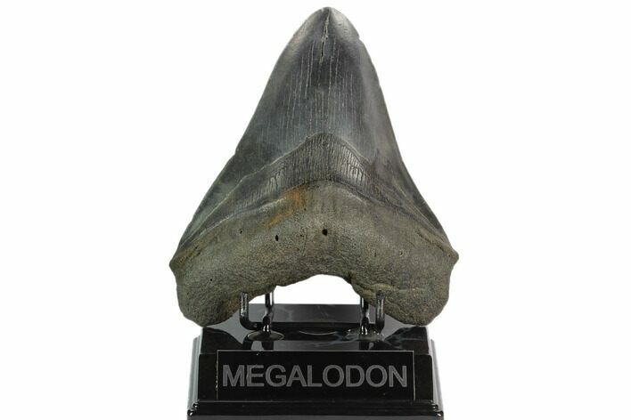 Fossil Megalodon Tooth - South Carolina #128297